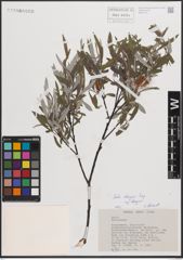 Foto von Salix eleagnos subsp. eleagnos Scop.